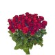 Virágküldés Budapest - Rózsa bokor - Vörös rózsa csokor