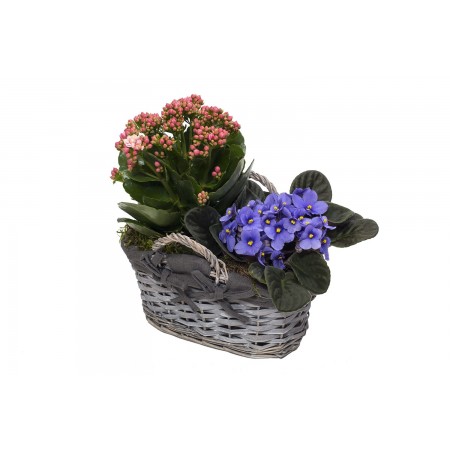 Plant mix in basket1