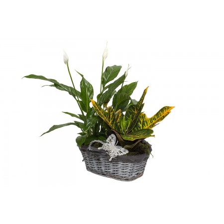 Plant mix in basket2
