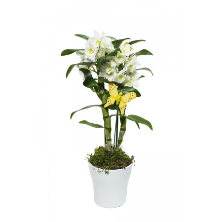 Dendrobium in ceramic pot