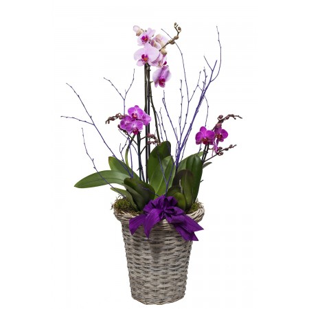 Orchideas in basket