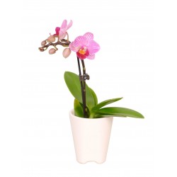 Mini Orchidea in pot