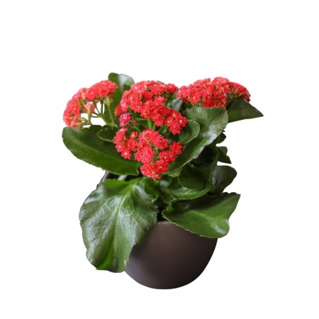 Coral flower in pot