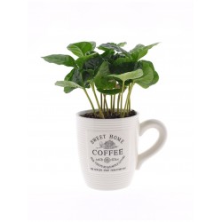 Coffee bush in a mug