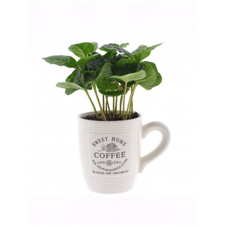 Coffee bush in a mug