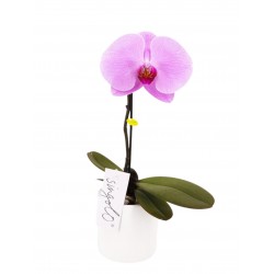 Virágküldés Budapest - Lepke Orchidea- Signolo