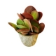 Virágküldés Budapest -Kalanchoe Thyrsiflora
