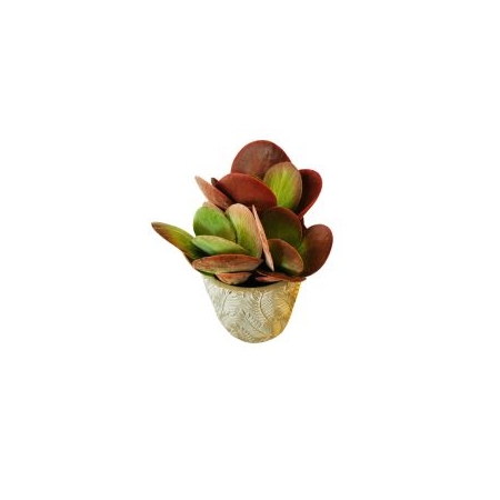 Virágküldés Budapest -Kalanchoe Thyrsiflora