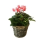 Cyclamen in baket