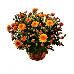 Virágküldés Budapest - Chrysanthemum in basket