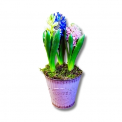 Virágküldés Budapest- Hármas Jácint Beültetés