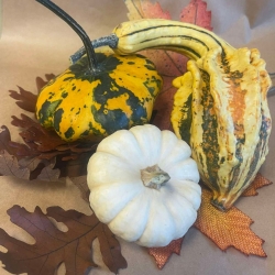 Virágküldés Budapest-  Decorative pumpkins